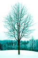 Winter wonderland, Study 3