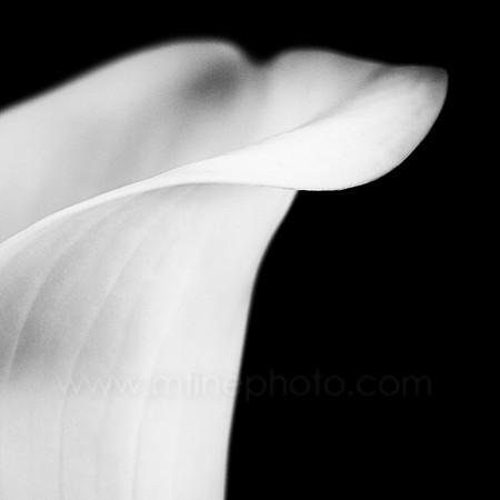 Cala lily, Study 1