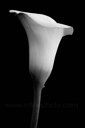 Cala lily, Study 3