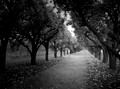 The orchard