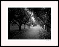 "The orchard"