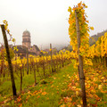 Alsace Vines, Study 1
