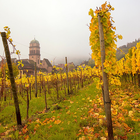 Alsace Vines, Study 1
