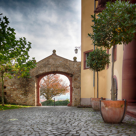 Alsace Vines, Study 7
