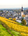 Alsace Vines, Study 6