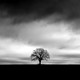Trees & Forests