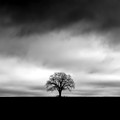 Lone tree