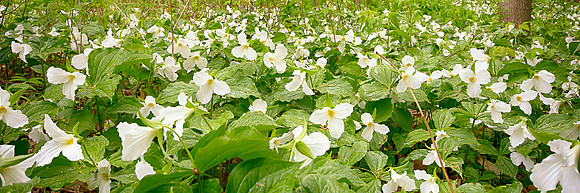 Trillium, Study 1