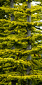 Mountain trees