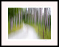 Tree lined path