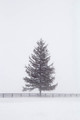 Wintry delight #1