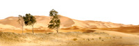 Shimmering sands
