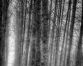 At winter's edge