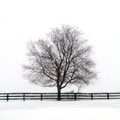 Wintry delight #2