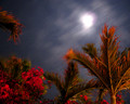 Moondance