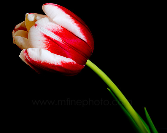 Tulip, Study 1