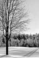 Winter wonderland, Study 1